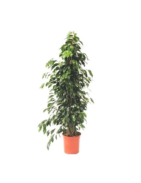 Ficus benjamina différente tailles à partir de 18,00€ chez Germigarden