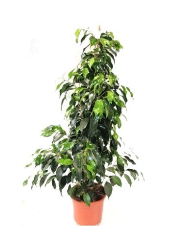 Ficus benjamina varias medidas des de 18,00€ en Germigarden