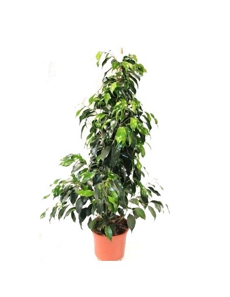 Ficus benjamina différente tailles à partir de 18,00€ chez Germigarden
