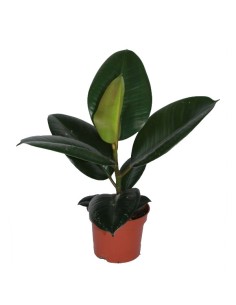 Ficus Robusta