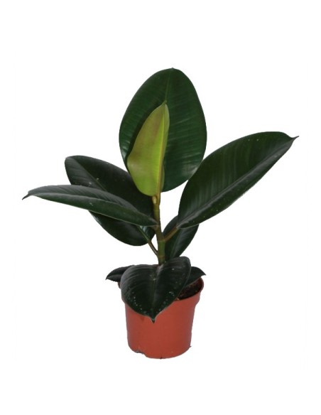 Ficus Robusta