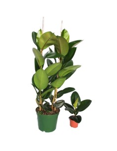 Ficus Robusta 2
