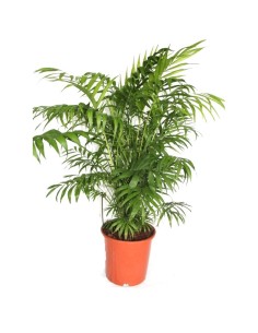 Chamaedorea