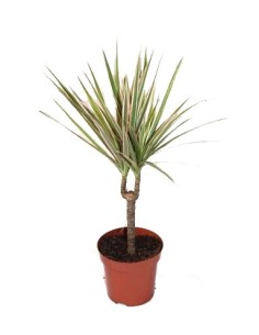 Dracena Bicolore