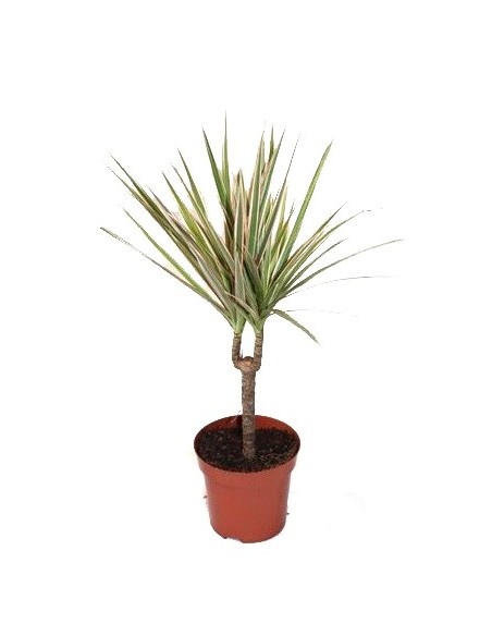 Dracena Bicolore