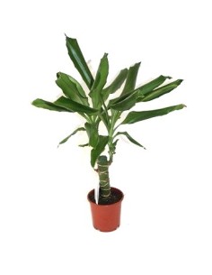 Dracena Steudneri