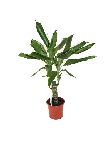 Dracena Steudneri