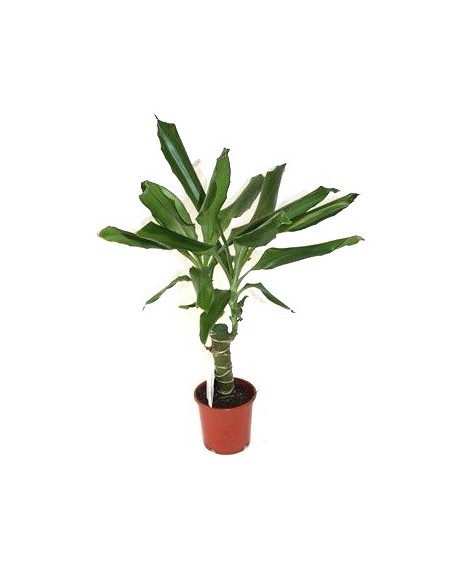 Dracena Steudneri