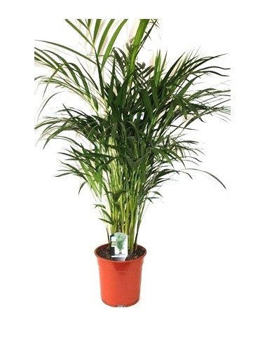 Kentia