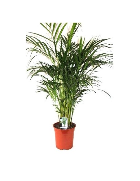 Kentia