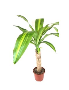 Dracena