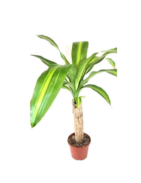 Dracena
