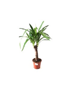 Comprar yuca en Germigarden desde 8,90€
