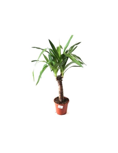 Achetez du yucca chez Germigarden à partir de 8,90 €