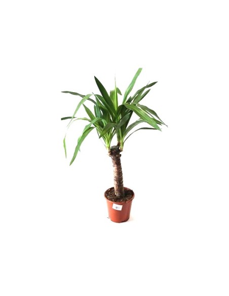 Comprar yuca en Germigarden desde 8,90€