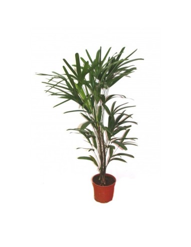 Palmera raphis excelsa