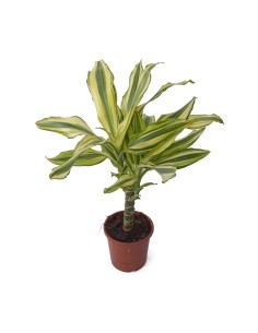 Dracena Fragans 2