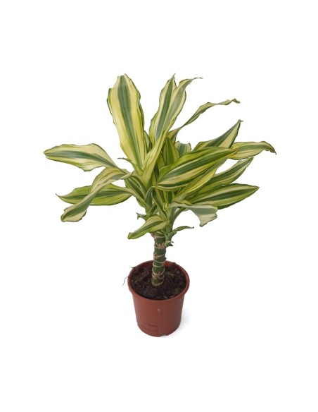 Dracena Fragans