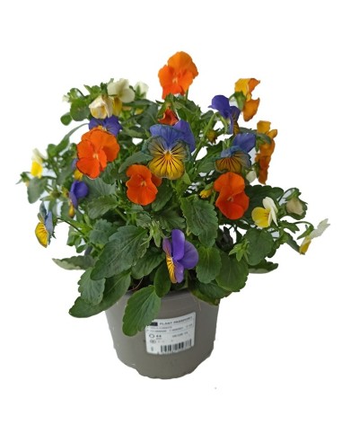 Violeta desde 1,75€ en Germigarden
