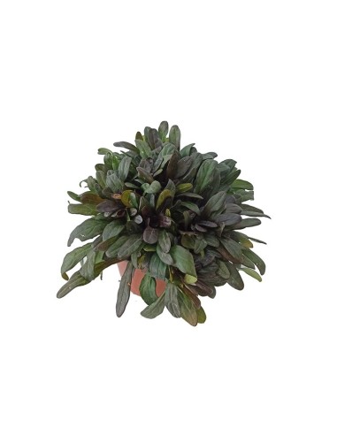 Lobelia