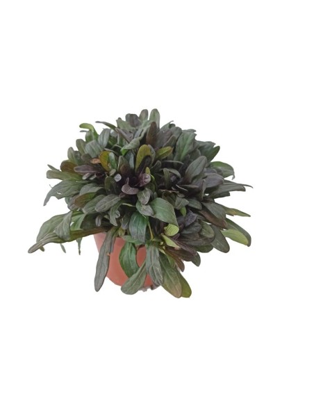 Lobelia