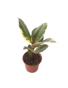 Ficus Elastica Tineke (70 - 90 cm) (2 varas) 2