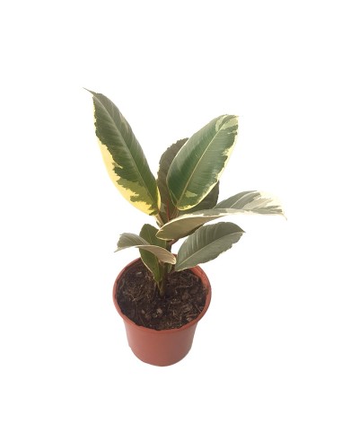 Ficus Elastica Tineke (70 - 90 cm) (2 varas)