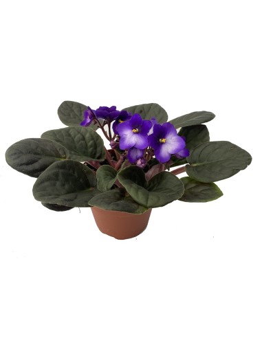 Comprar violeta africana por 4,95€ en Germigarden