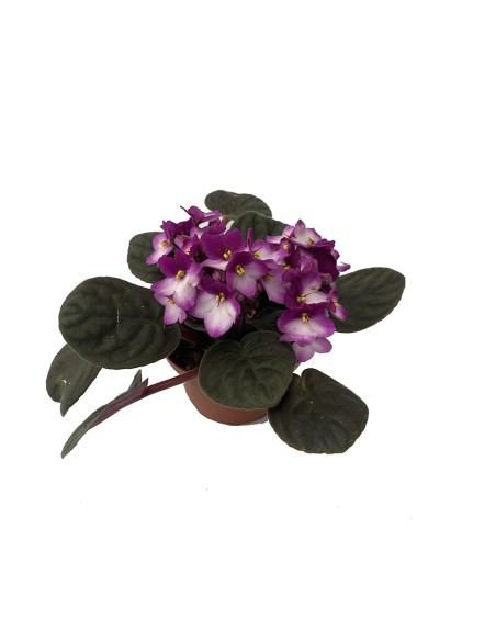Santapaulina (test 12 cm ø)