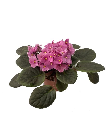 Comprar violeta africana por 4,95€ en Germigarden