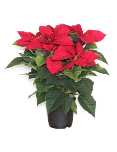 Poinsettia o Flor de Pascua  tradicional roja (maceta 13 cm ø)
