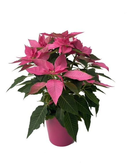 Ponsetia o Flor de Pascua (maceta 13 cm ø)