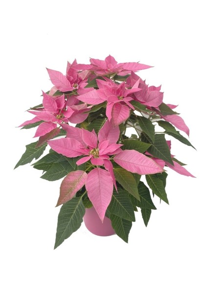 Ponsetia o Flor de Pascua (maceta 13 cm ø)
