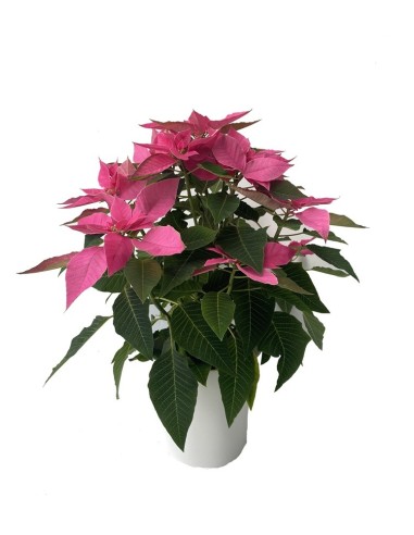 Ponsetia o Flor de Pascua (maceta 13 cm ø)