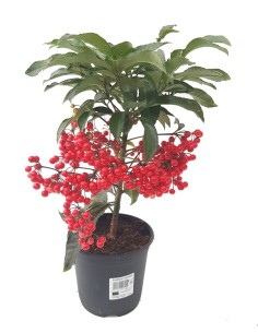 Ardisia crenata (maceta 14 cm ø)