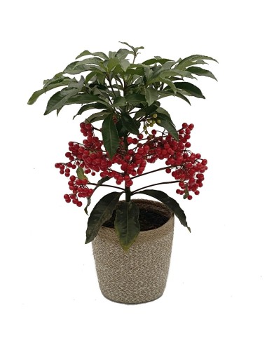 Ardisia crenata (maceta 14 cm ø)