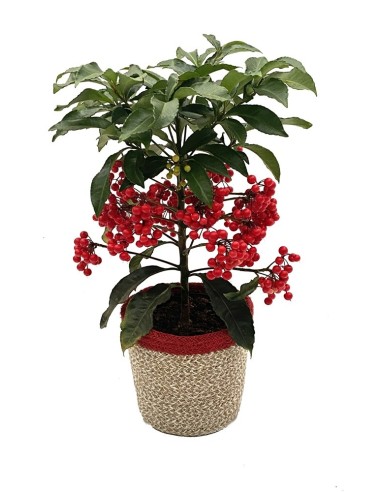 Ardisia crenata (maceta 14 cm ø)