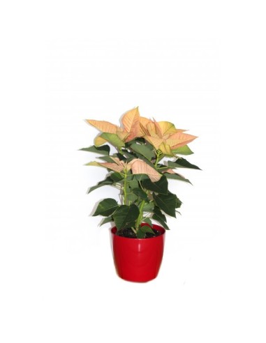 Ponsetia o Flor de Pascua Naranja (maceta 13 cm ø)