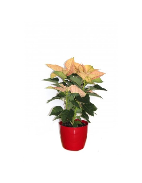 Ponsetia o Flor de Pascua