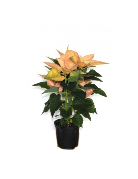 Ponsetia o Flor de Pascua