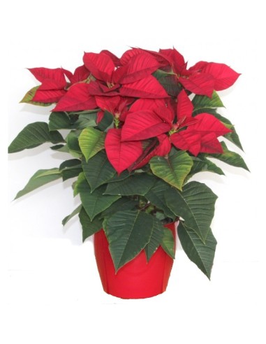 Poinsettia o Flor de Pascua roja grande
