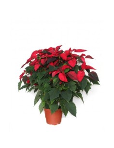 Poinsettia o Flor de Pascua roja grande