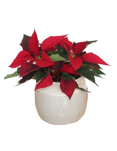 Ponsetia o Flor de Nadal (test 10,5 cm ø)