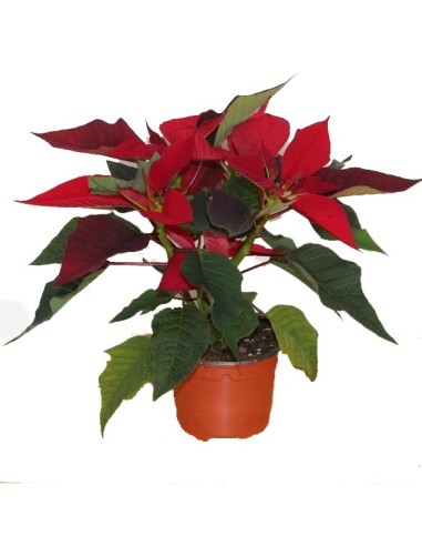 Ponsetia o Flor de Nadal (test 10,5 cm ø)
