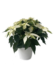 Ponsetia o Flor de Nadal blanc (test 13 cm ø)