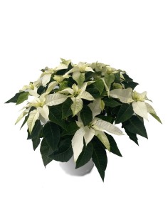 Ponsetia o Flor de Pascua blanco (maceta 13 cm ø) 2