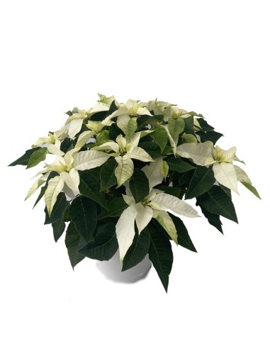 Ponsetia o Flor de Pascua blanco (maceta 13 cm ø)