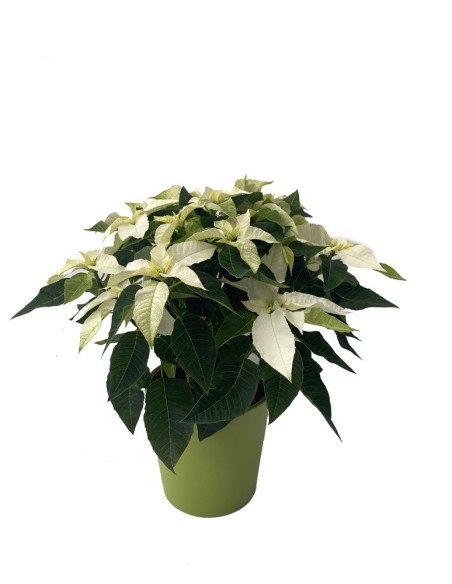 Ponsetia o Flor de Pascua blanco (maceta 13 cm ø)