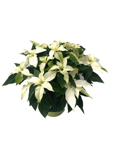 Ponsetia o Flor de Pascua blanco (maceta 13 cm ø)
