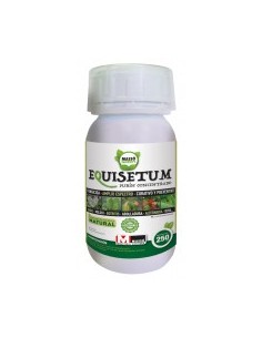 Equisetum